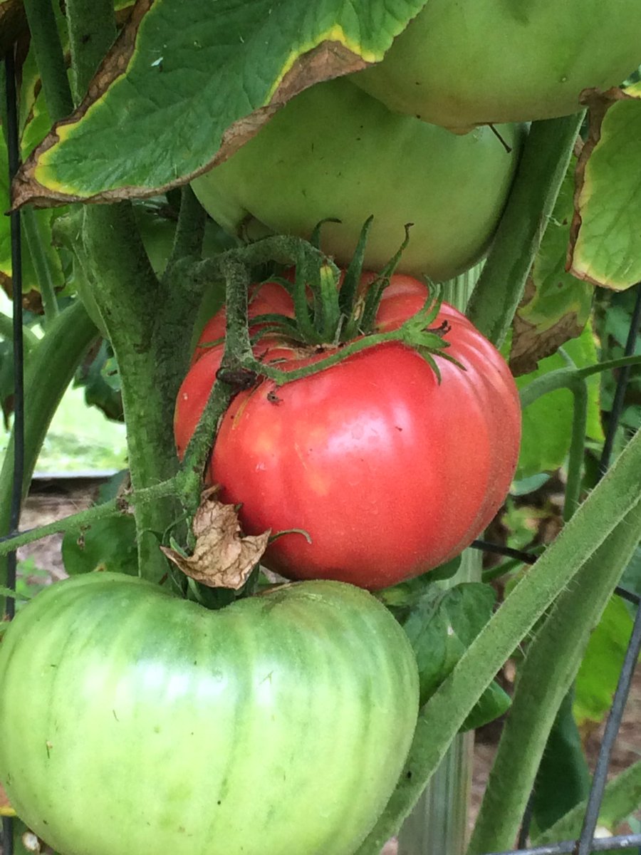 家宝種 エアルームトマト Heirloom Tomato について知っておきたい5つのこと 野菜ソムリエ Hiro のベジフルポケット