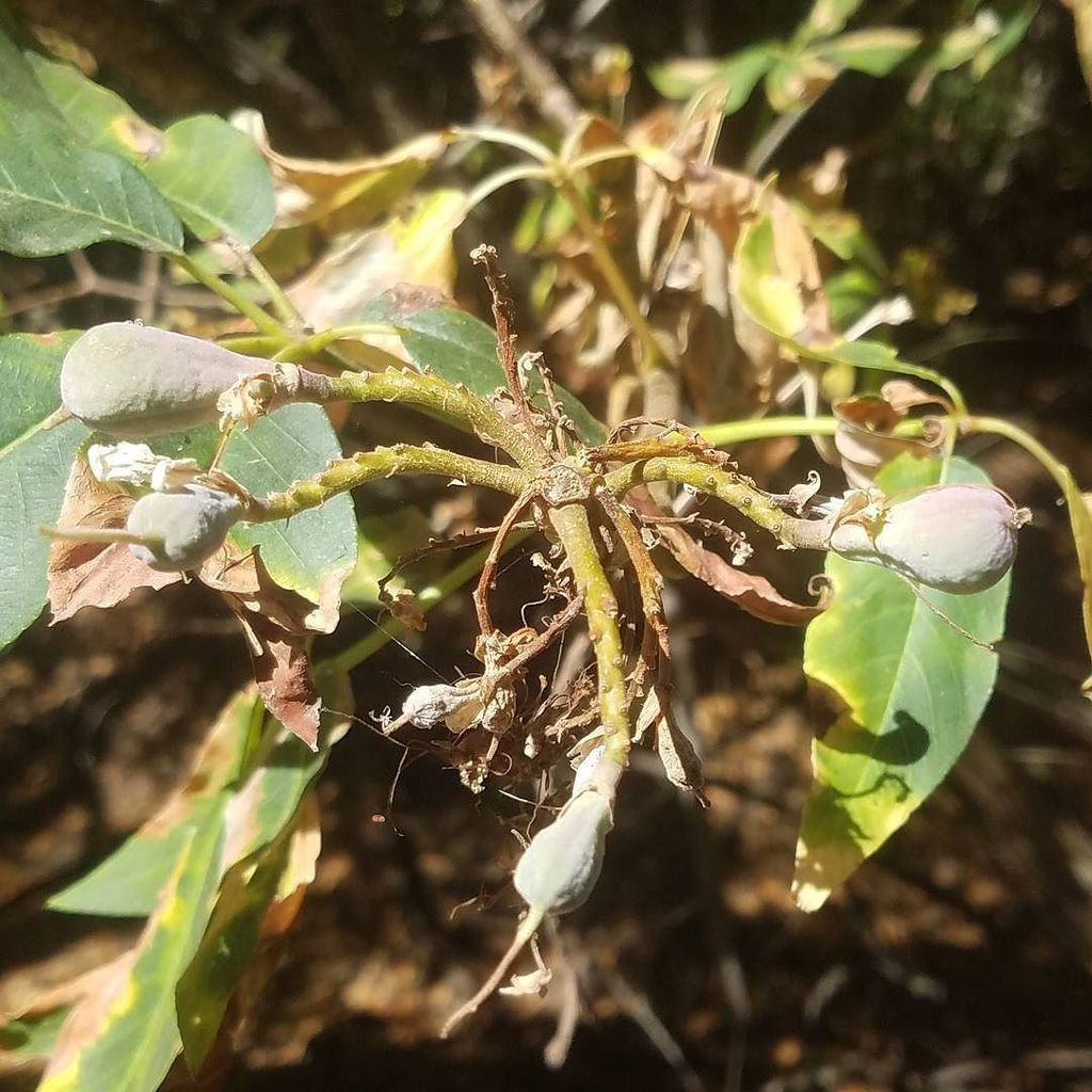 bay_area_flora's tweet photo. Mid-summer: the California buckeye's hump season. Though it doesn't look like much now, once the leaves fall and t… https://t.co/RJSWdVYp6V https://t.co/cskaDYBuW2