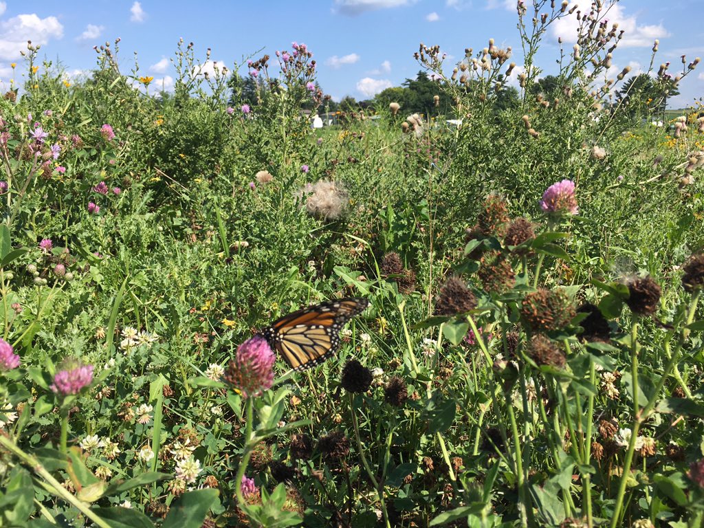 hannahaggie2014's tweet photo. It looks like at least one stuck around our habitat though! #iowamonarchs https://t.co/1c1QnA8ehx