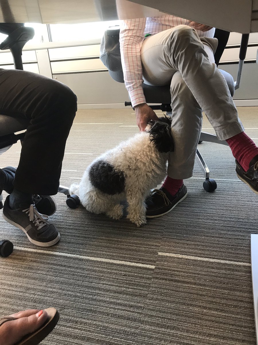 frictionfounder's tweet photo. Buster is enjoying his day at @VulcanInc's bring your dog to work day! #everydayplease https://t.co/cYGXOJmbao