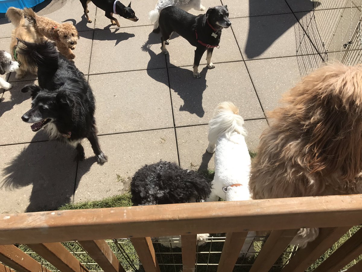 frictionfounder's tweet photo. Buster is enjoying his day at @VulcanInc's bring your dog to work day! #everydayplease https://t.co/cYGXOJmbao