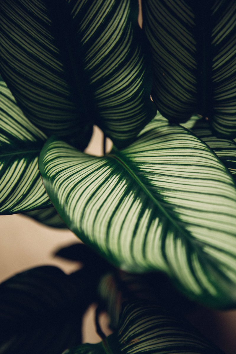 DanukeBlogg's tweet photo. Enjoyed plant shopping so much today !! #danuke https://t.co/zISP3js1Ta