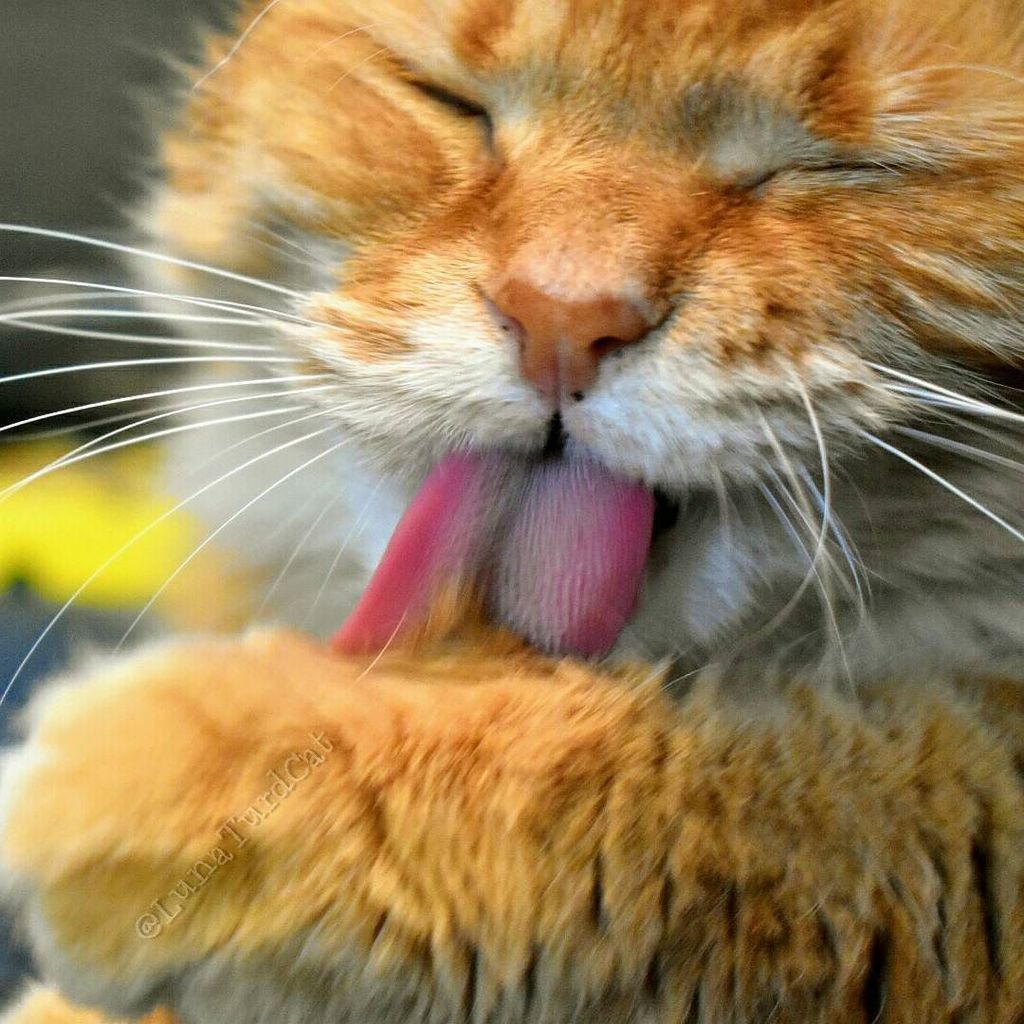 LunaTurd's tweet photo. Lick'ems if ya gott'em cause it's Friyay! Woo-hoo! 💕👅💕
. 💕
💕💕💕💕
. *Join the #MeowMilitia for World domination by c… https://t.co/4QdKc0xsAG https://t.co/Ly5BnYQ4ZE