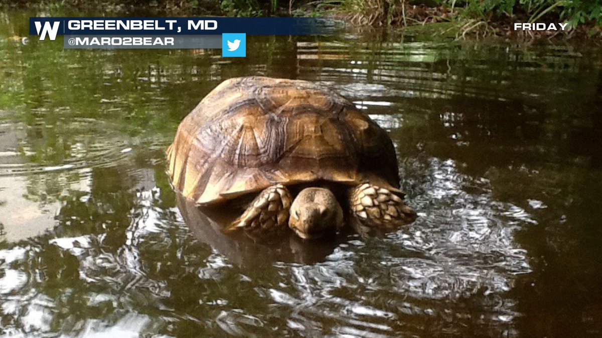 Septembers_Song's tweet image. #RainDrain 🌊