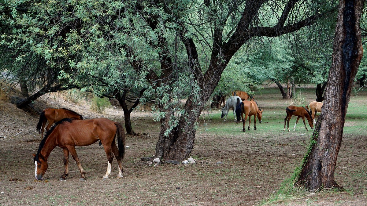 azdesertdale's tweet photo. At #butcherjones #saltriverhorses https://t.co/dTzw1FBcqy