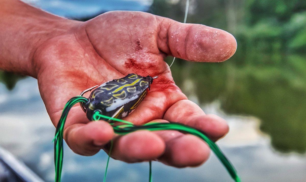 BassProShops's tweet photo. No pain, no gain. Want bass thumb? Try our topwater beast, the Kermy Frog! 📷: Chris Irwin  https://t.co/y5jJ024Hl2 https://t.co/QOn0qkZFGj