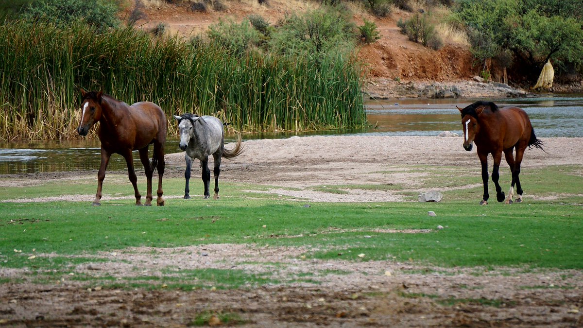 azdesertdale's tweet photo. At #butcherjones #saltriverhorses https://t.co/MnG5JuXH6r