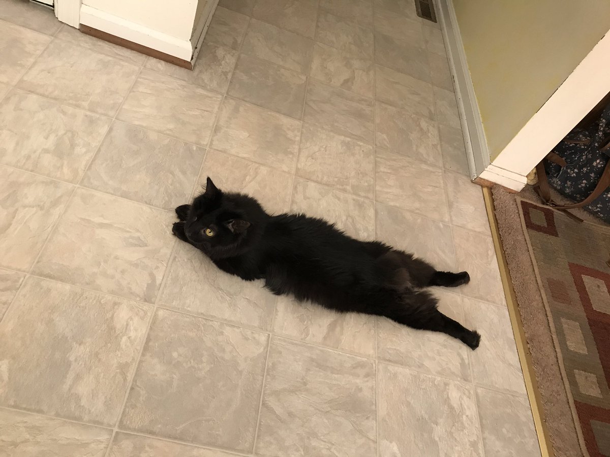 HannahLynnFabz's tweet image. Pop has been being extra cute today #puffytail