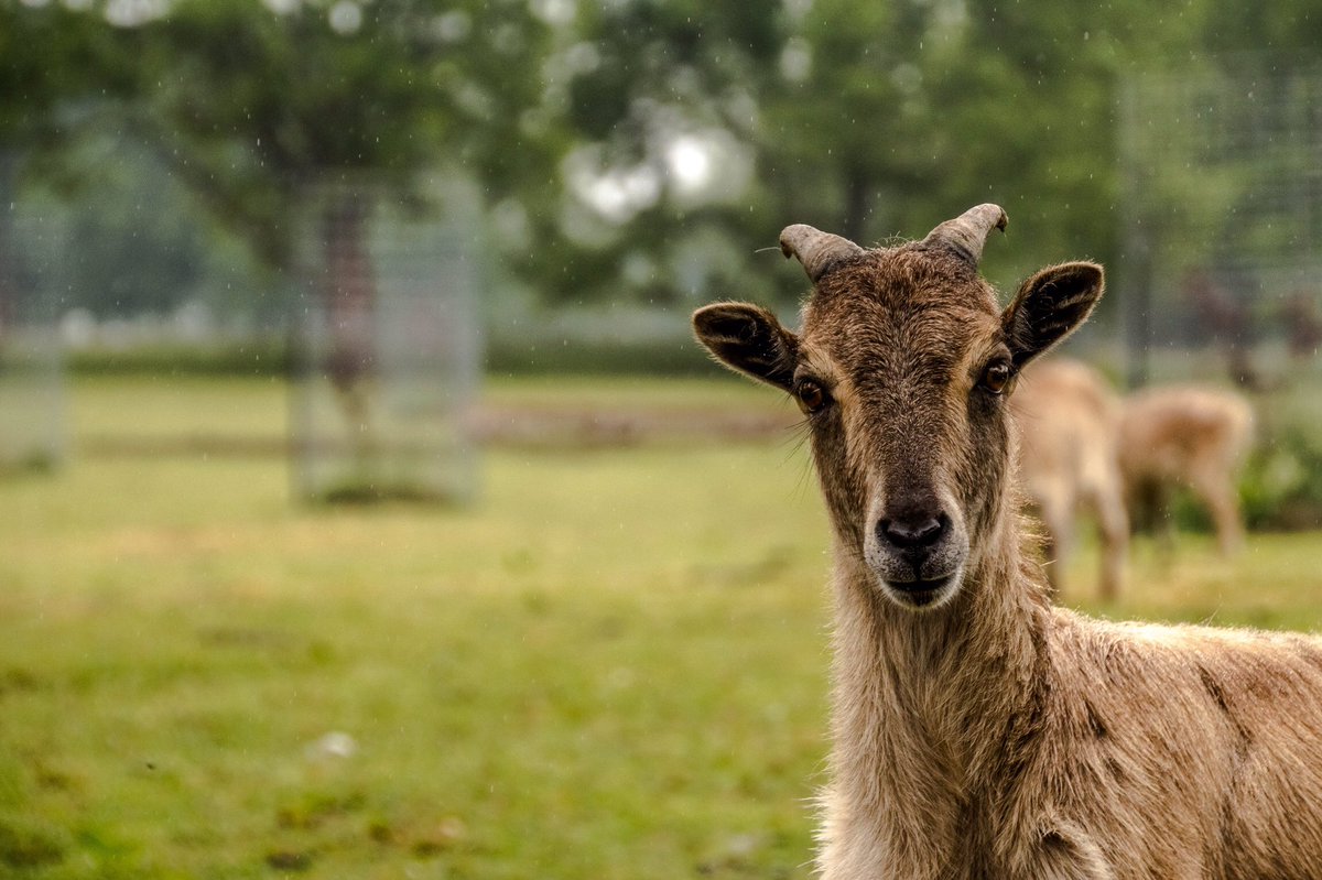 we're connected through animals, we just don't understand the concept.