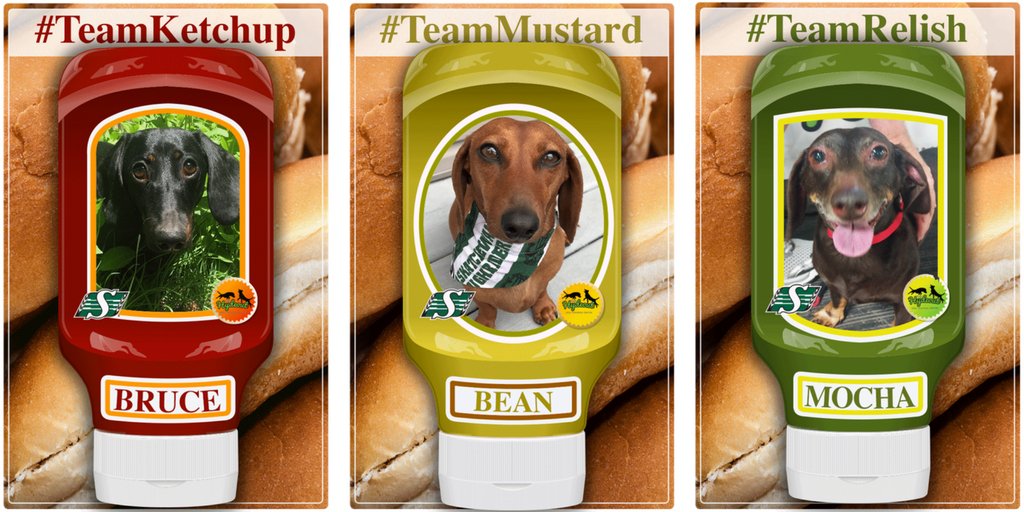 sskroughriders's tweet photo. Tomorrow at halftime, it's wiener-take-all. Our inaugural Wiener Dog Race is on!

Tweet using #Team__ to vote which team you think will win! https://t.co/eWkHX7advB