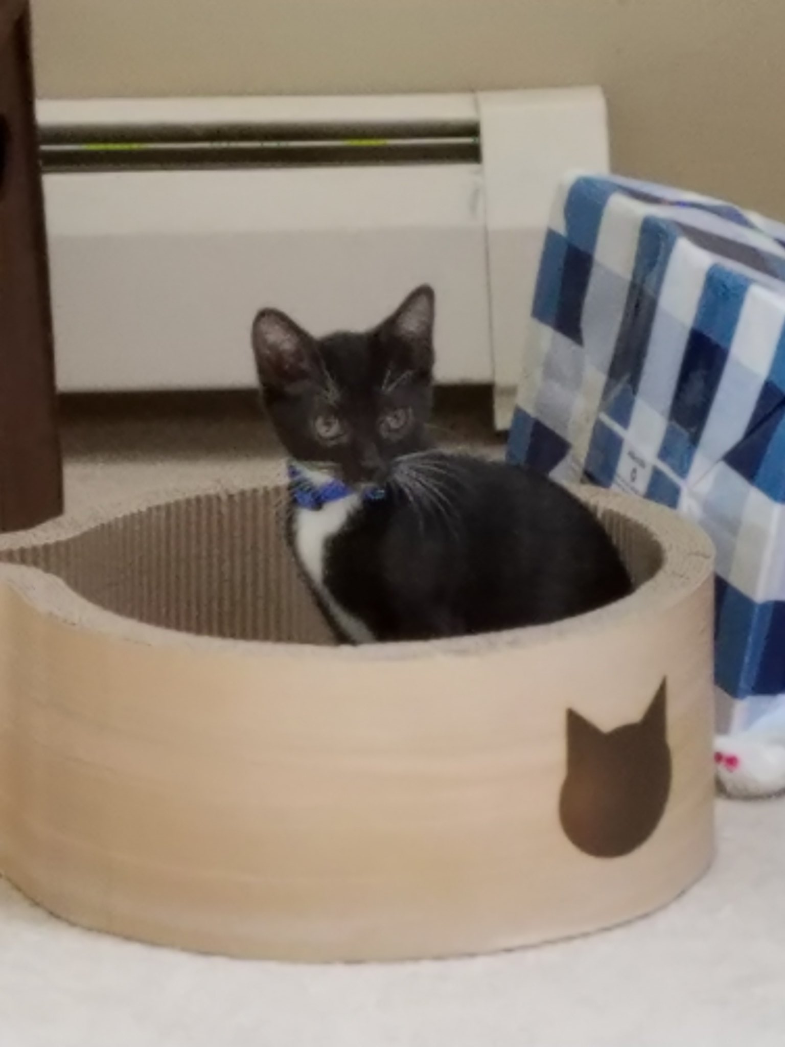 kazoo cat bed