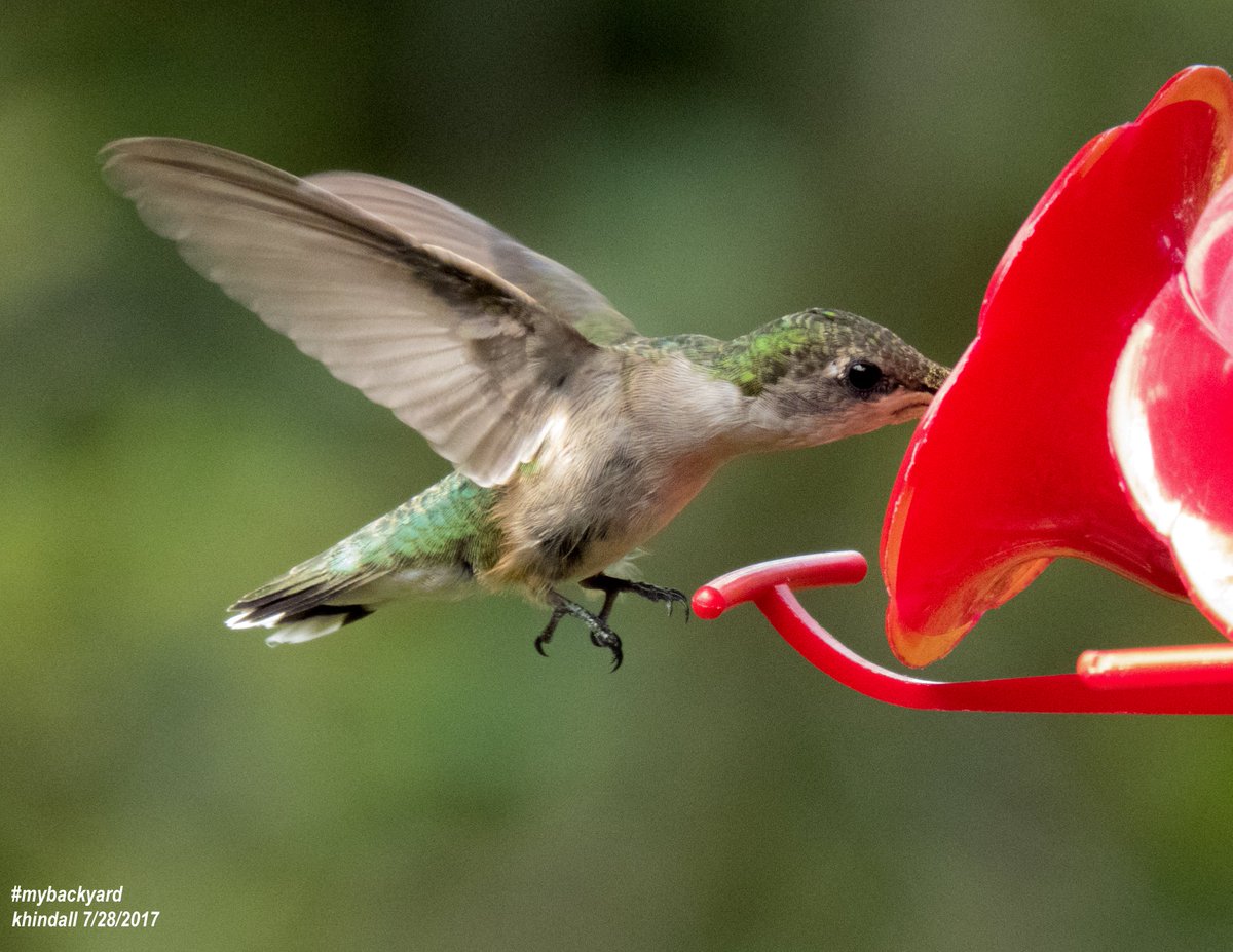 HindallK's tweet photo. Backyard Nature Photos:  #hummingbird &amp; #Butterfly today in #mybackyard

View more of ❝MyBackyard❞ photos at:  👉  https://t.co/BZgKMUWkC1 https://t.co/METOEKCj3P