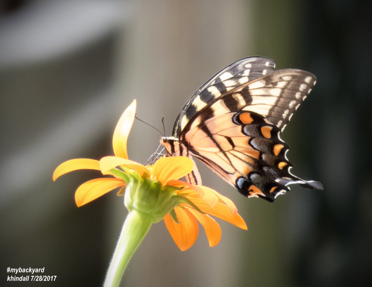 HindallK's tweet photo. Backyard Nature Photos:  #hummingbird &amp; #Butterfly today in #mybackyard

View more of ❝MyBackyard❞ photos at:  👉  https://t.co/BZgKMUWkC1 https://t.co/METOEKCj3P