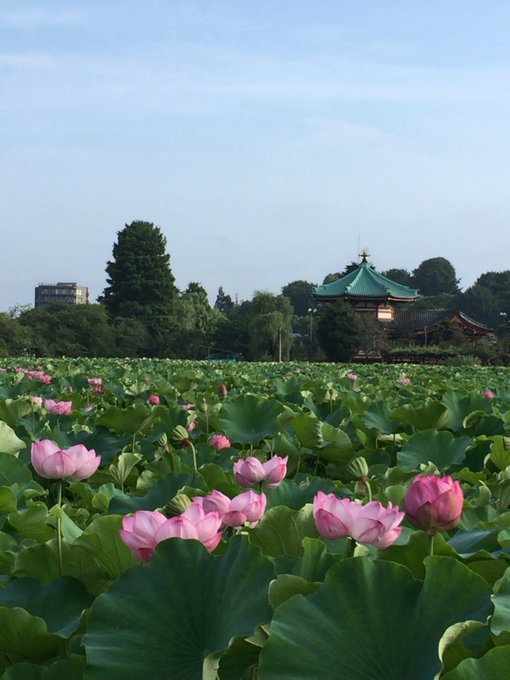 上野不忍池の蓮 年の開花状況と見頃時期 時間は 何これって
