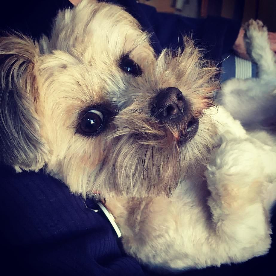 PatFlorentin's tweet photo. Our #pfdogoftheweek is the adorable Daisy!
Next time they're in, owner Pat Sharp, gets a free drink and Daisy gets… https://t.co/w3pmG1sboa https://t.co/CIogaPFkrB