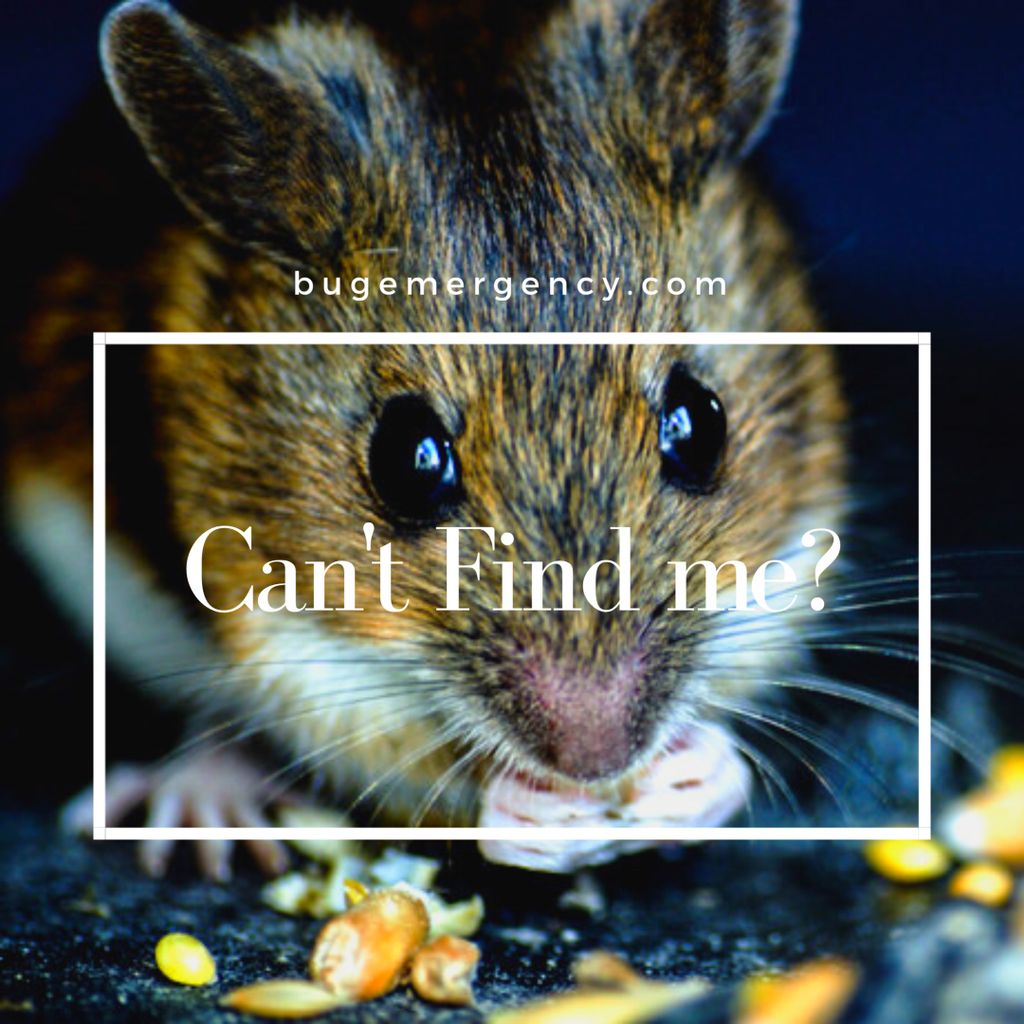 bugemergency's tweet image. Mice usually like to live inside the walls! Visit bugemergency.com for more info! #LasVegasPestControl #BugEmergency