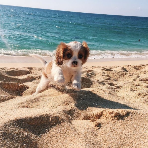 shoppriceless's tweet photo. beach pupper https://t.co/WwKL28Czxr