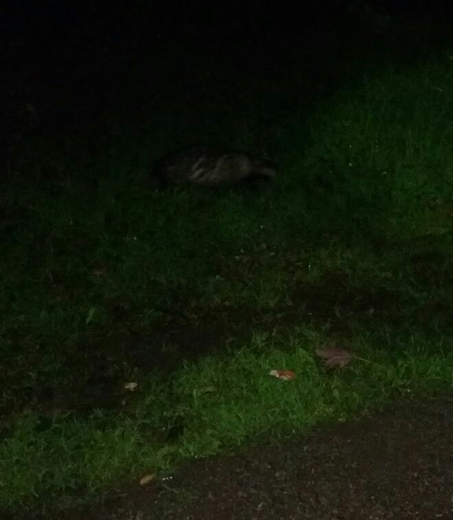 Couldn't be anymore jealous of James - he met this little guy on the bridal path home #mustelidmusings 

@HeatonMerseyRes @WCBadgerGrp