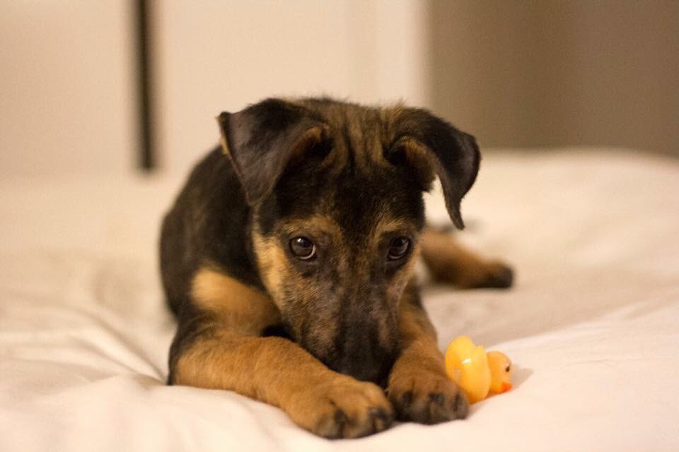 Pepita es una bebita de 6 meses mediana que se recuperó como una 👑 de la sarna y desnutricion. Su historia 👉🏽bit.ly/2uKrqix ♥️ RT!