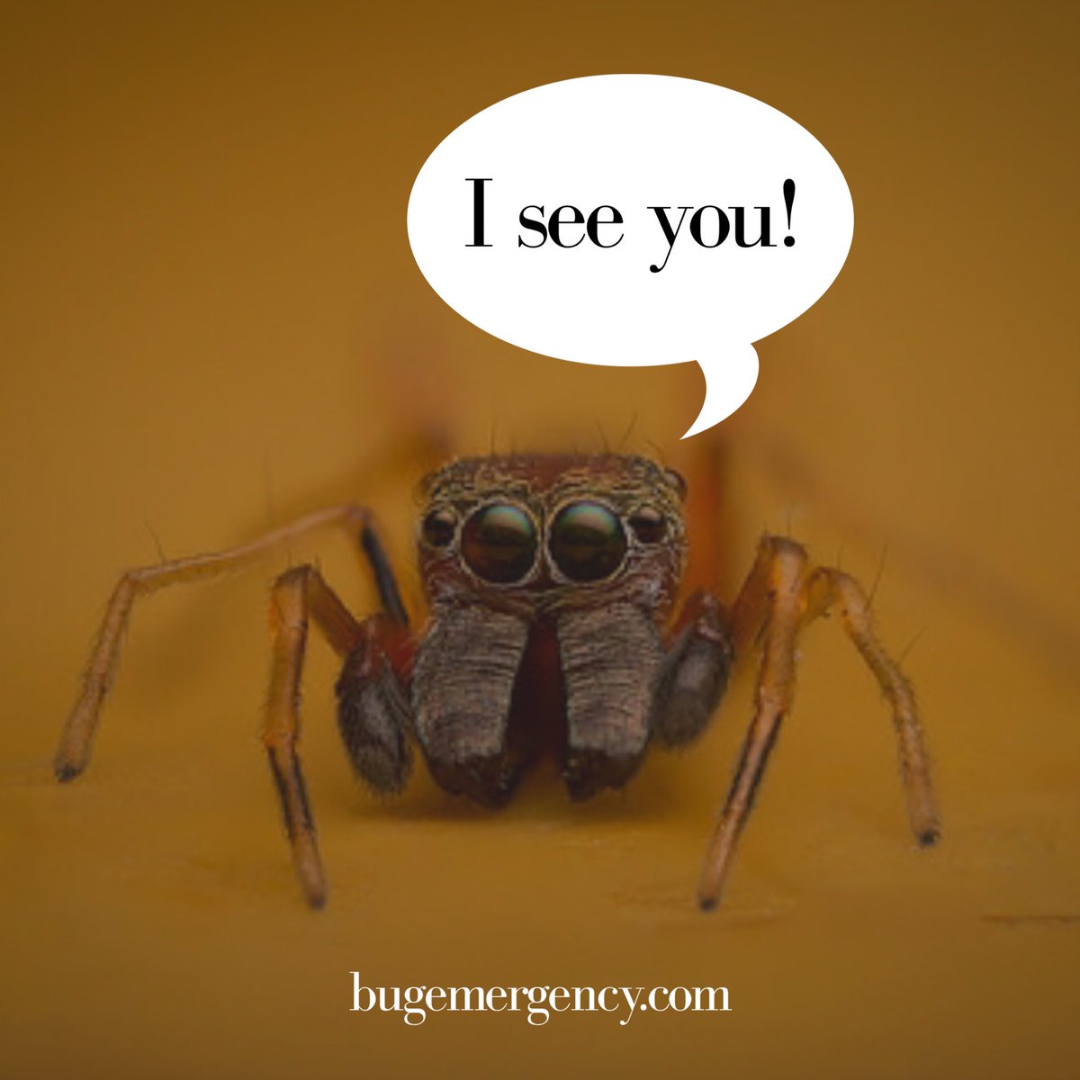 bugemergency's tweet image. Some spiders can have up to 12 eyes! Visit bugemergency.com for more info! #LasVegasPestControl #BugEmergency
