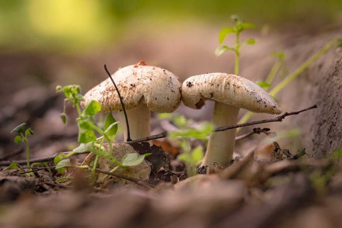 #Fungi can detect radiation in the soil &amp; atmosphere. Read about the science here: buff.ly/2ujYmOn via <a href="/CrescentVale/">Crescent Vale</a>