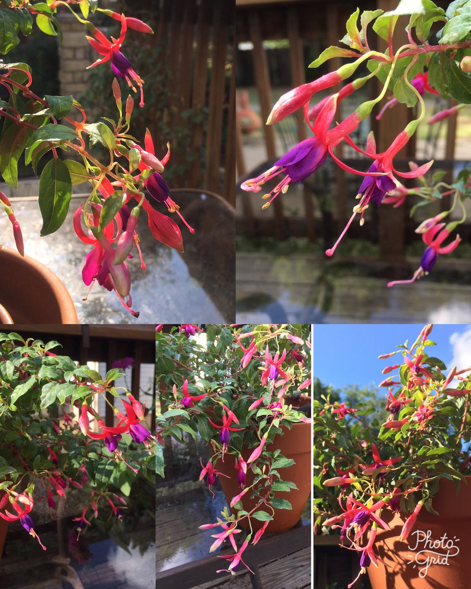 HortErotica's tweet photo. Happy #FuchsiaFriday from #Kansas! Fuchsia 'Golden Gate' So far a success with the #OKFT The official [unofficial] Kansas Fuchsia trial.🌻 https://t.co/EuM1b8hoJf