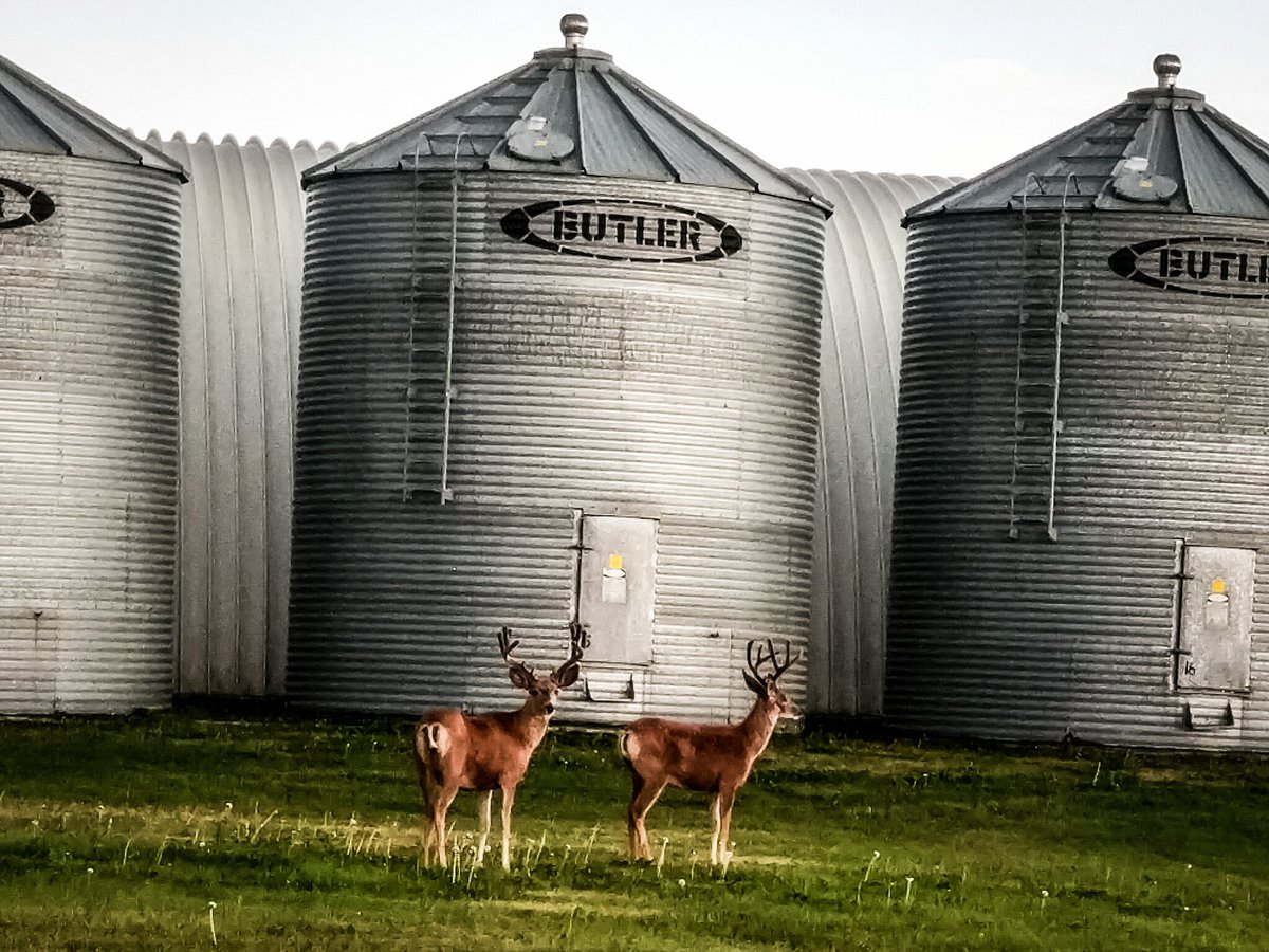 tweetsinpajamas's tweet image. Chase interrupted and sponsored by... Wildlife! #wildlife #safeviewing #FridayFun