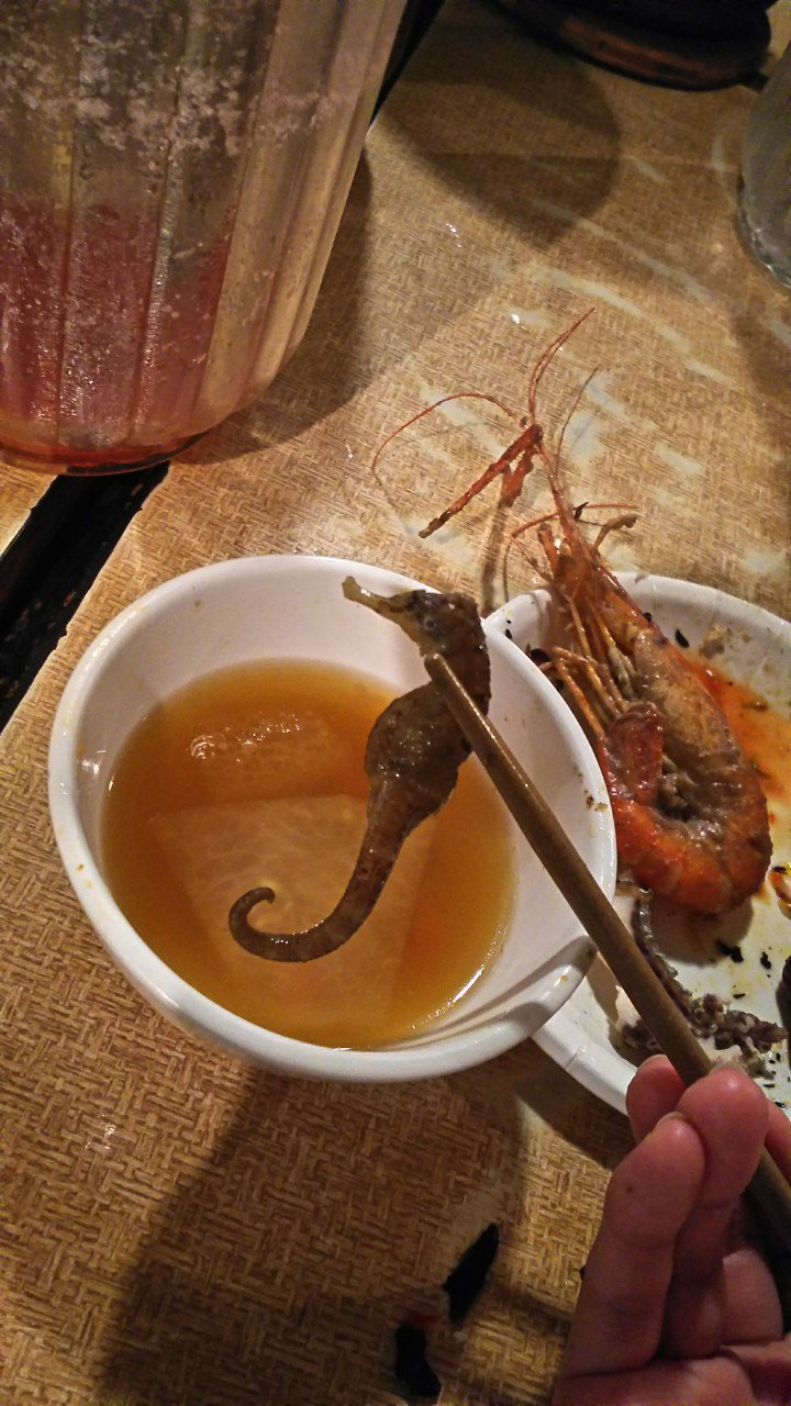 まよんぬ 森田真結子 ダーツプロ そいえば一昨日タツノオトシゴ食べました ﾟwﾟ W 鍋の中に１つだけ入ってるらしくて ラッキーガールって言われた 味は 骨で固いんだけど チューチュー吸ったら煮干しみたいな味したよ タツノオトシゴイヤリング