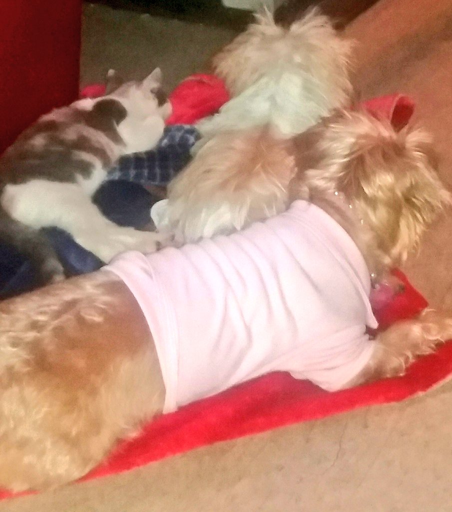 DoggyChanel_'s tweet photo. Relaxing with little sisters💜 https://t.co/o50jL2Y2gi