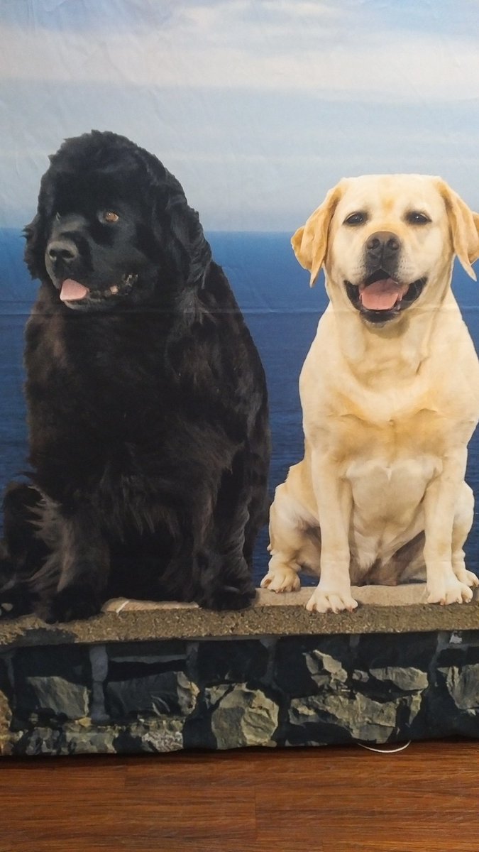 #CanSPEP17 #hiDSJ. I'll take the black one