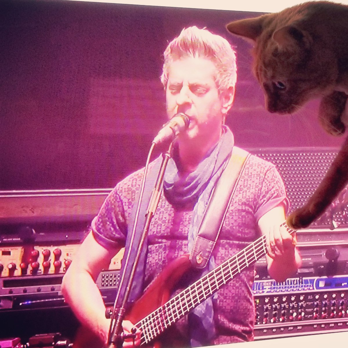 DjMiloKat's tweet photo. Ooooohhhhh strings... #phish #bakersdozen #catsofcouchtour #couchtour #phishin #milo @mikegordon @phish https://t.co/6SNSPqRAld