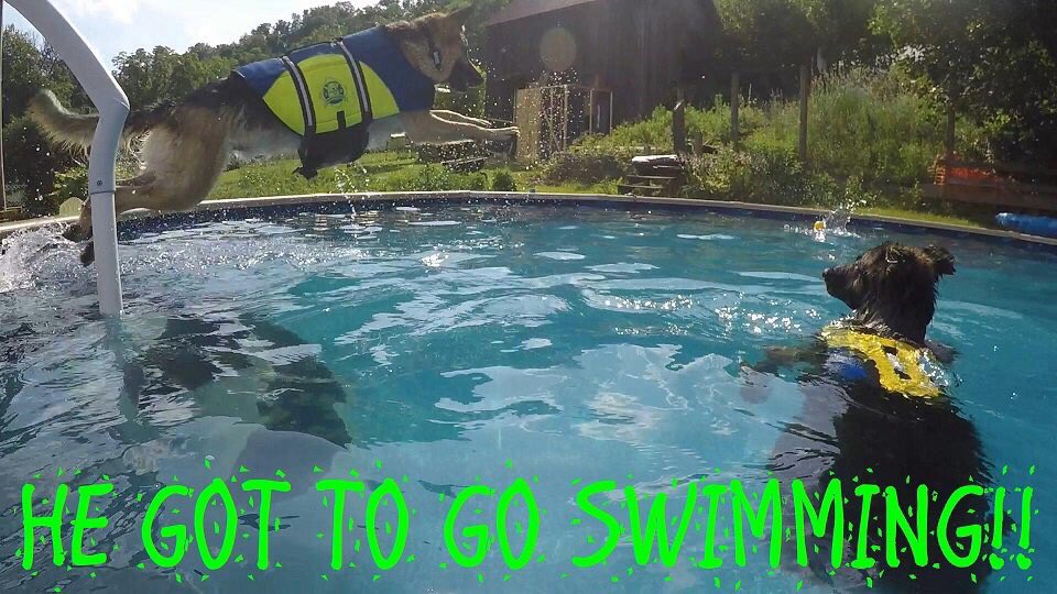 kraziegirlz's tweet image. Xavier&apos;s 4th BirthdayPart 2!!
https://youtu.be0suKW6aibt8 #cronesvlog #germanshepherd #birthday #gsd #dogsoftwitter