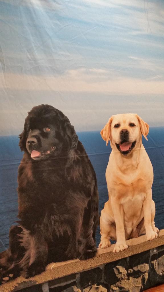 SheilaBBW's tweet photo. Newfoundland dog Krista Cameron on the L) and Labrador Retriever Lorraine Ennis R. Adorable and lovable. @DestinationSJ #HiDSJ #CanSPEP17 https://t.co/2kLCFF3jhu
