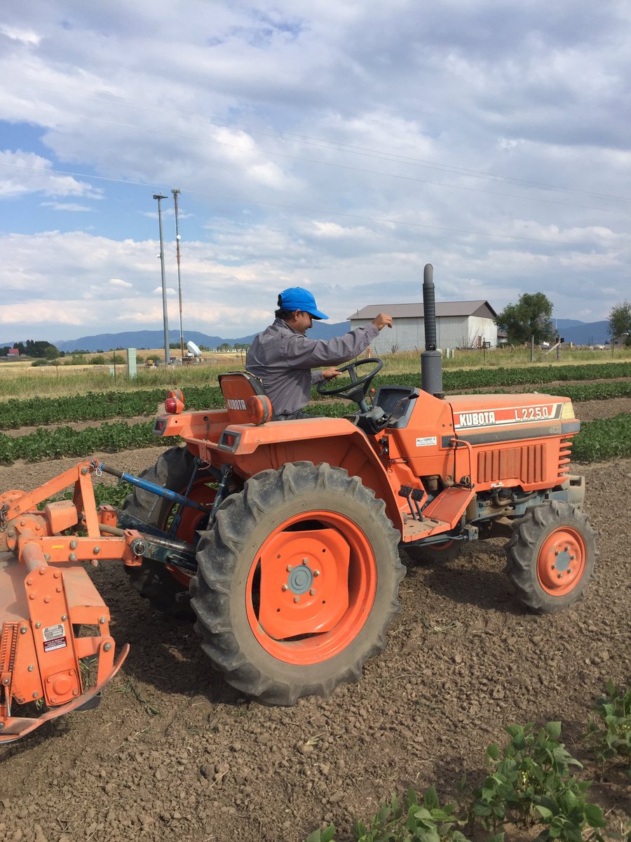 MtExtPSPP's tweet photo. So proud of my crew today! Our pinto beans look amazing! A testament to a good pre-emerge herbicide! Go Nar! #mtextpspp #drybean #montana https://t.co/xO5WsYySp8