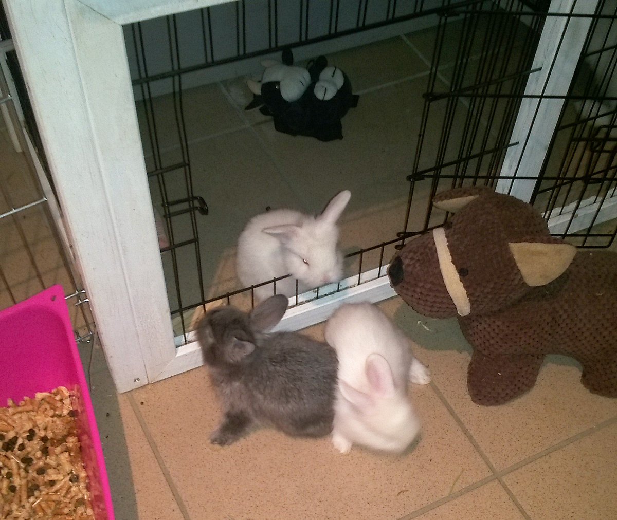 Pinou_Caramel's tweet photo. 23 jours, nous allons très bien ! On est sorti tout seul de la cage et on explorer le clapier de maman ! #bunny #rabbits #cuteanimals #lapin https://t.co/1ykbtdFItw