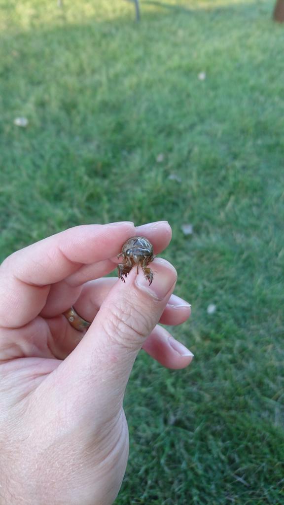 Surprise guest cicada at kids camp tonight.  Impromptu experiment from youth camper concerned about hunger: can it eat goldfish crackers?