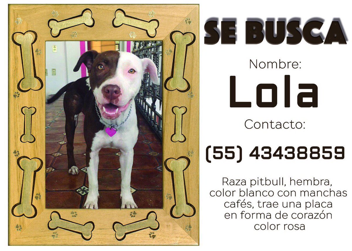 marisolglzz's tweet photo. Les pido su ayuda para encontrar a LOLA. RT por favor para difundirlo 🙏Mil Gracias. 🐾🐶 https://t.co/cABDmn6BPm