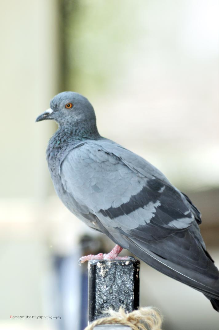 HarshSutariya9's tweet photo. #harshsutariyaphtograohy #wildlifephotography #by #modelharsh #peagen #birds #wildlife #great #photographer #and #Model https://t.co/OMdfkCsZw0