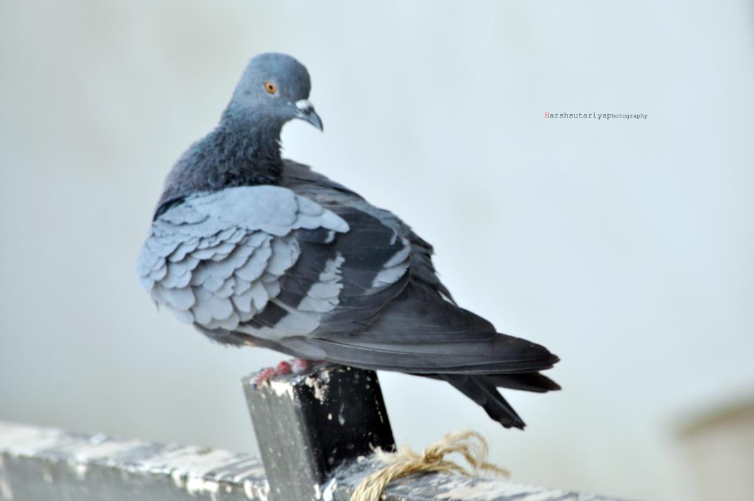 HarshSutariya9's tweet photo. #harshsutariyaphtograohy #wildlifephotography #by #modelharsh #peagen #birds #wildlife #great #photographer #and #Model https://t.co/OMdfkCsZw0