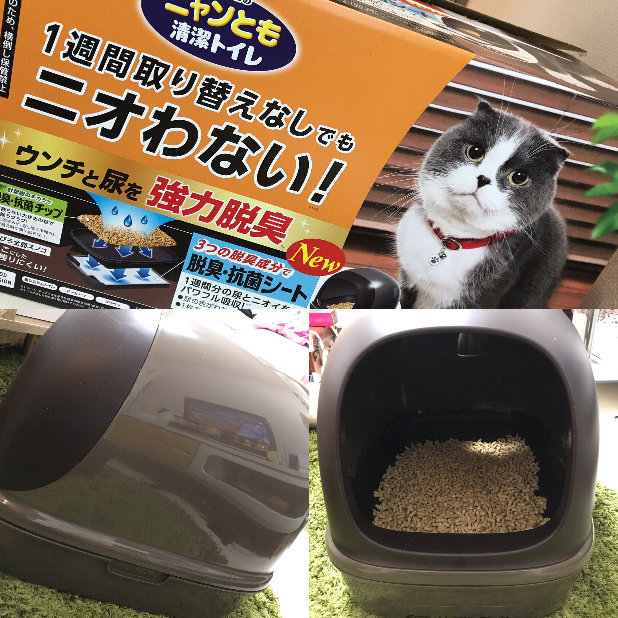 リヴちゃん さて 今日はリヴちゃんお迎え日です ケージも組み立て トイレも準備完了しました W キャットケージ 猫トイレ 子猫 生後1か月強 雑種 里親 迎え準備 楽しみ ねこ にゃんこ 猫好き 猫好きさんと繋がりたい にゃんすたぐらむ