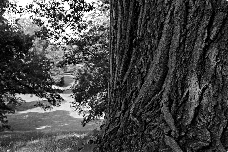 PanamStyle's tweet photo. Bark #highlandpark #rochester @KodakProFilmBiz @KodakAlaris #tmy2 #tmax #rodinal #1to100 #olympus #om2 #zuiko #50mm #1point4 https://t.co/oQuXDm5iUH