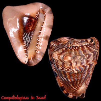 conchinhas's tweet photo. Recognizing traces of cassid gastropod predation on caribbean sand dolar,https://t.co/lkg1H4Iu7h, #cassidgastropod #sanddolar #predation https://t.co/XqorXmHgKO