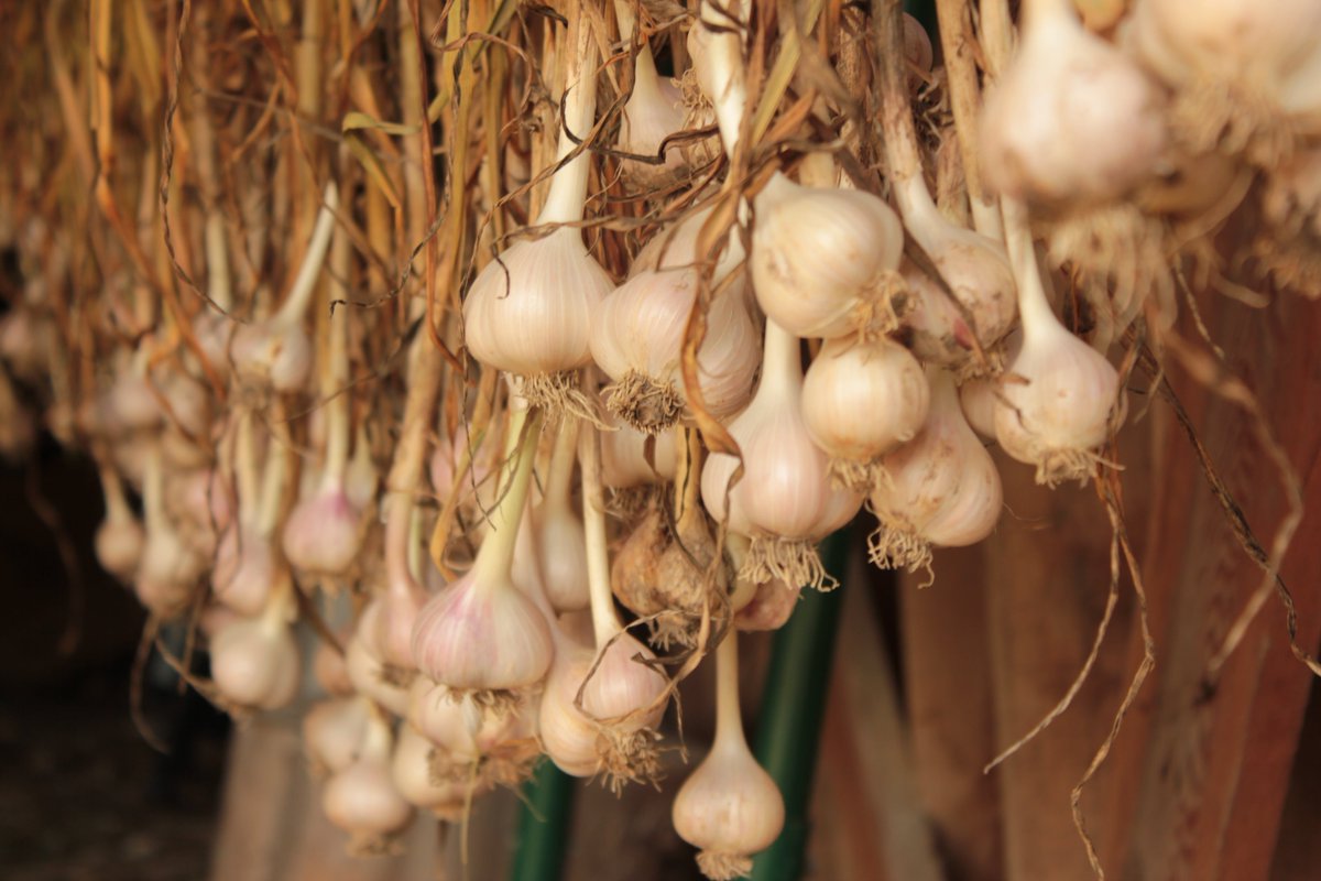 WakefieldMarket's tweet photo. First ever Wakefield Market Garlic Poetry Showdown. Write a poem about garlic and read it on Garlic Day Aug. 19. lefarmteam@fermeetforet.ca https://t.co/axqbICANc7