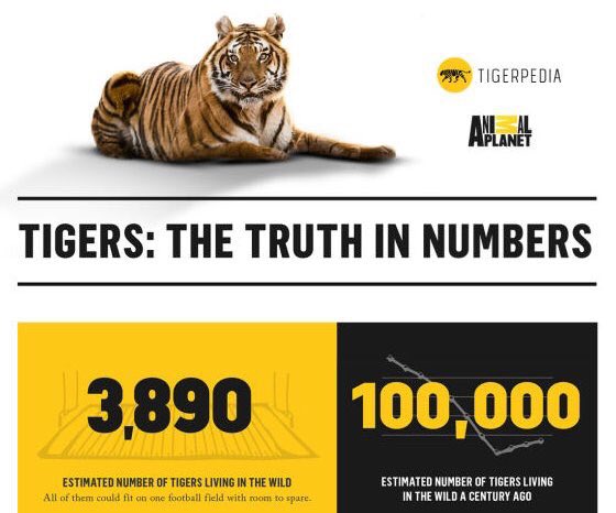 yashar's tweet photo. Tomorrow is global tiger day. We only have around 4,000 left. https://t.co/Qh3vk0IgQT