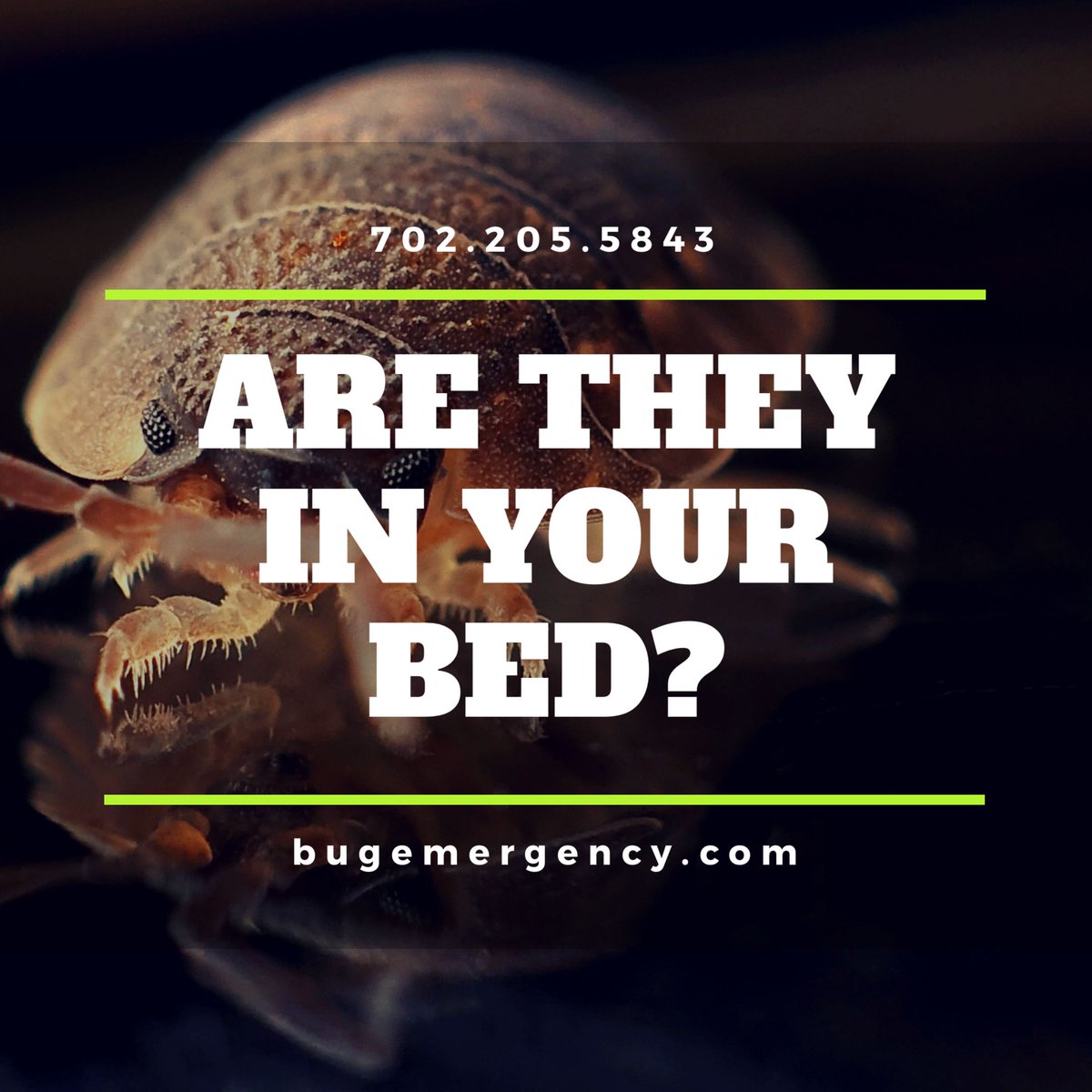 bugemergency's tweet image. 1 in 5 Americans have bed bugs! Visit bugemergency.com for more info! #LasVegasPestControl #BugEmergency