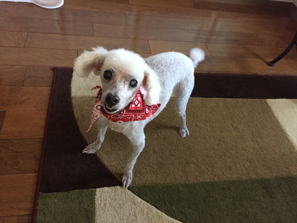 🏆 VGK Mark Manendo tweet media