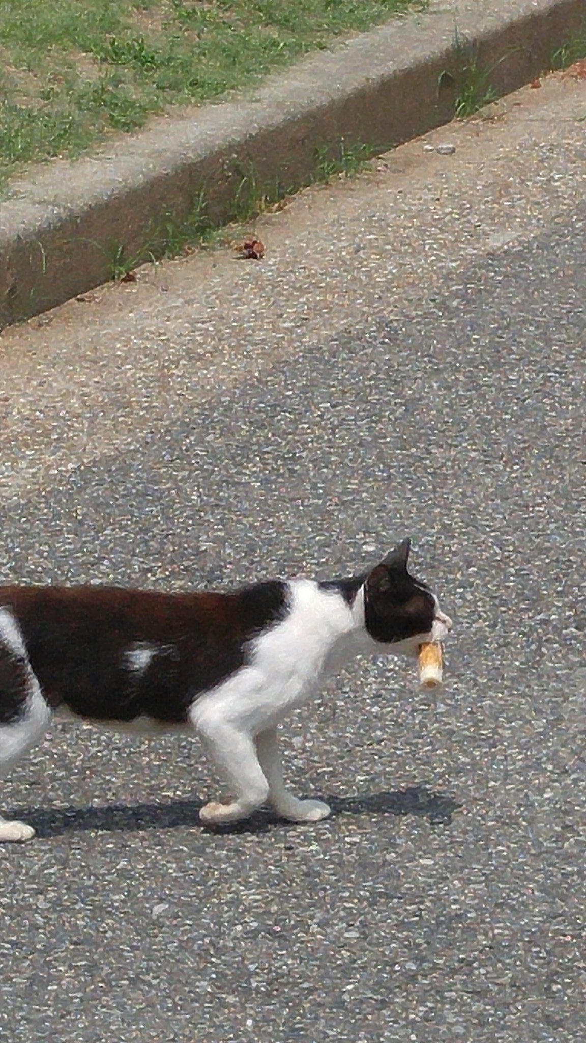 すごいほっこりしたちくわをくわえた猫が横切って行ってちょっと笑う 話題の画像プラス すごいほっこりしたちくわをくわえた猫が横切って行ってちょっと笑う 話題の画像プラス