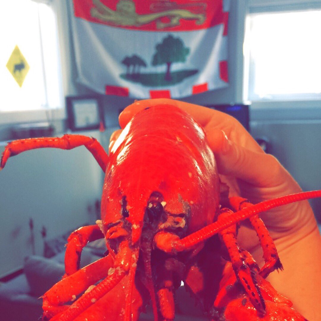 nxkimb's tweet photo. Early Birthday Giftโค๏ธ 10 Pounds of Fresh PEI LOBSTERS love my Momma Bear ๐ป #grateful #shesthebest #missingpei https://t.co/wX9rX3OzYL