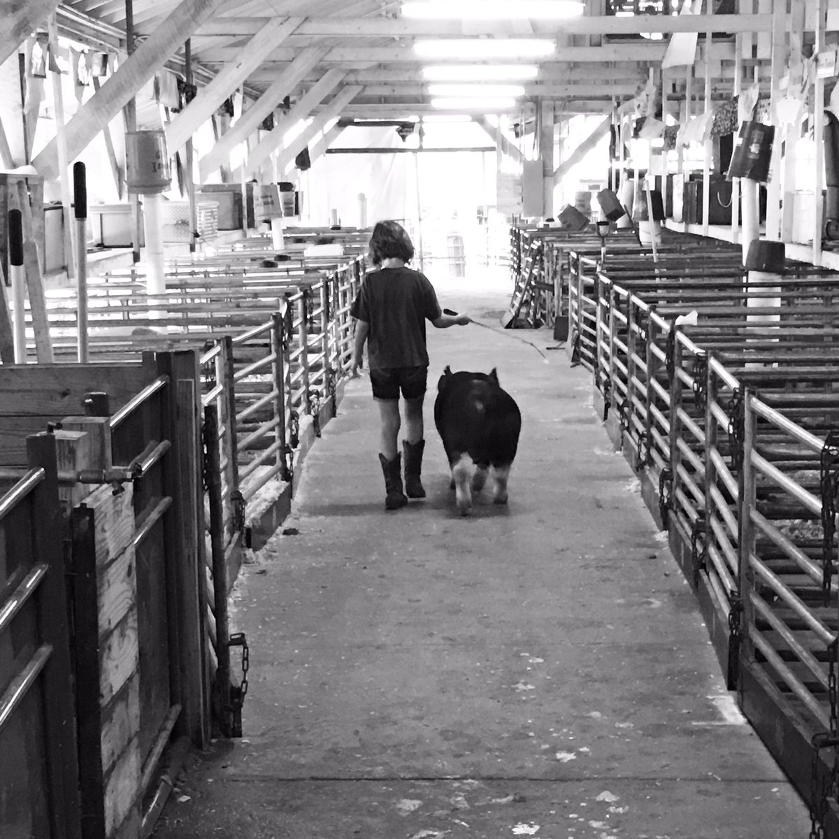 DMOJordan0627's tweet photo. Her first pig. Their Final Drive. #Pigcasso #4Hlife 🍀💔🐖#Fair2017 #markethogs https://t.co/lTCanRjqh8