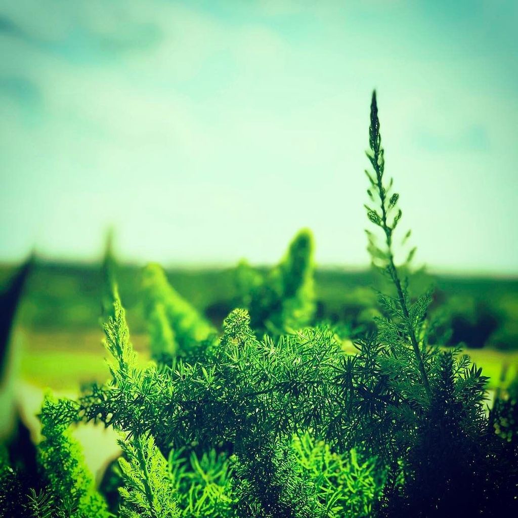 davidharrodjr's tweet photo. #green #plants #vegetation #xproii #flush #instagrammers #instagood #insta #instafun #instasaturation #oversaturat… https://t.co/giqmJocYsh https://t.co/L7PwnY5LVQ